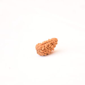 1 Mukhi Rudraksha