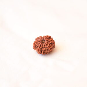 10 Mukhi Rudraksha