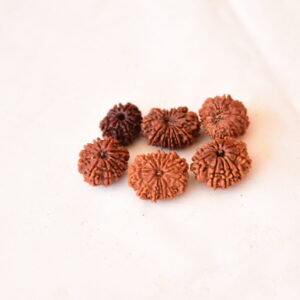 11 Mukhi Rudraksha