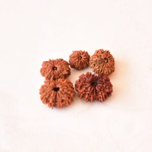 12 Mukhi Rudraksha