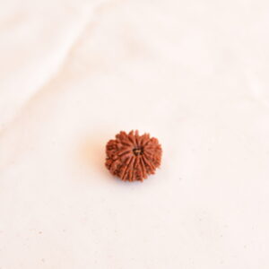 13 Mukhi Rudraksha