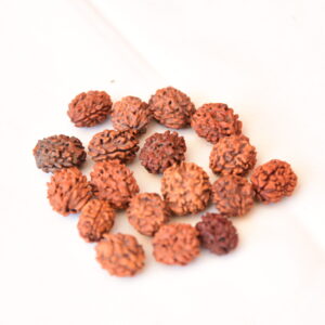 2 Mukhi Rudraksha