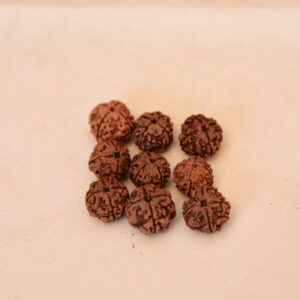 4 Mukhi Rudraksha