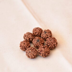 5 Mukhi Rudraksha