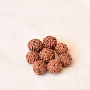 6 Mukhi Rudraksha