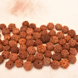 7 Mukhi Rudraksha