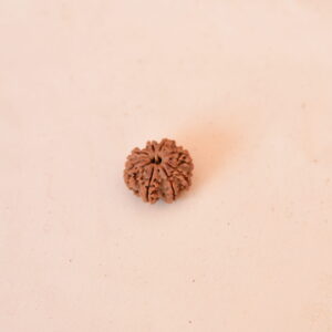 8 Mukhi Rudraksha