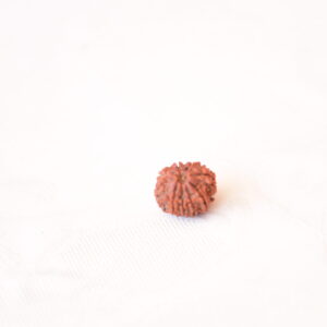 9 Mukhi Rudraksha