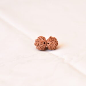 Gaurishankar Rudraksha